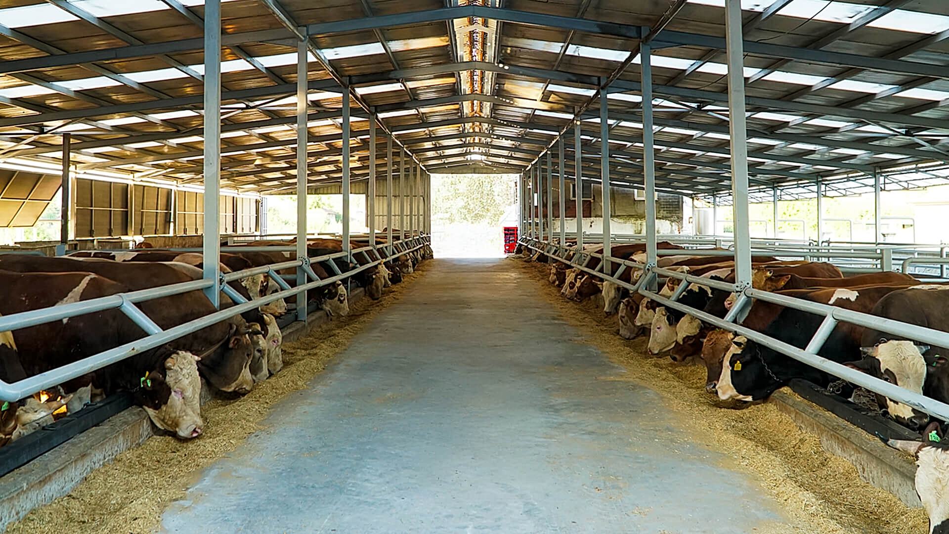 Şeker Afyon Çiftlik Tesis