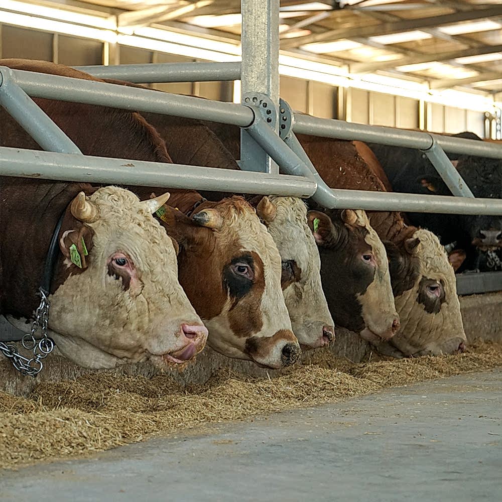 Şeker Afyon Çiftlik