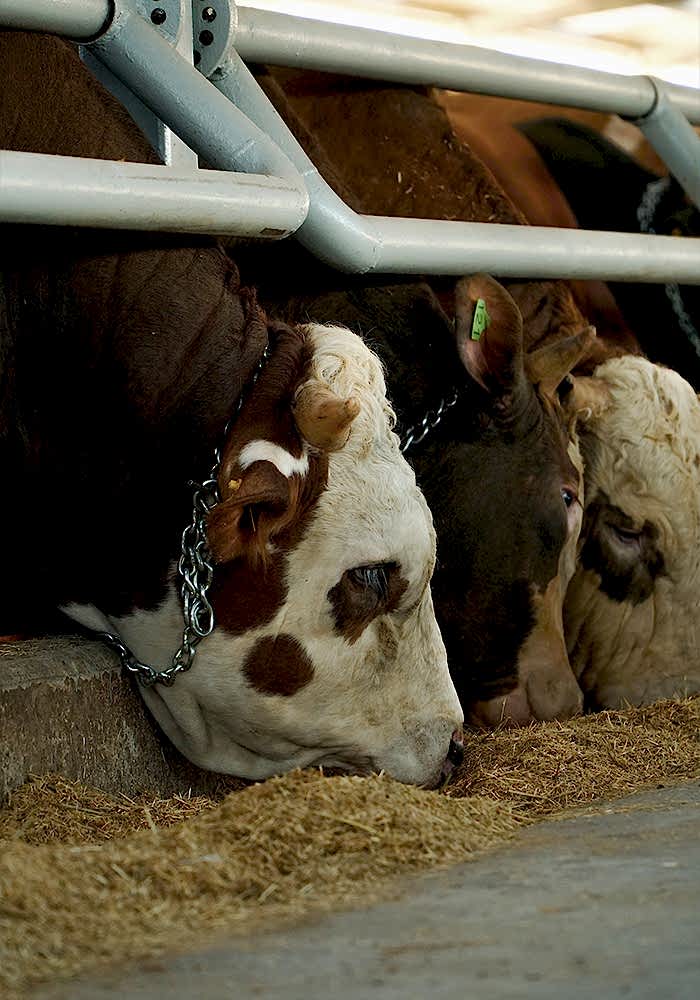 Kurbanlık Satışı ve Adak Galeri