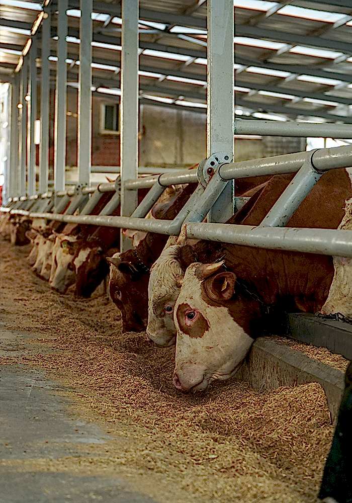 Kurbanlık Satışı ve Adak Galeri