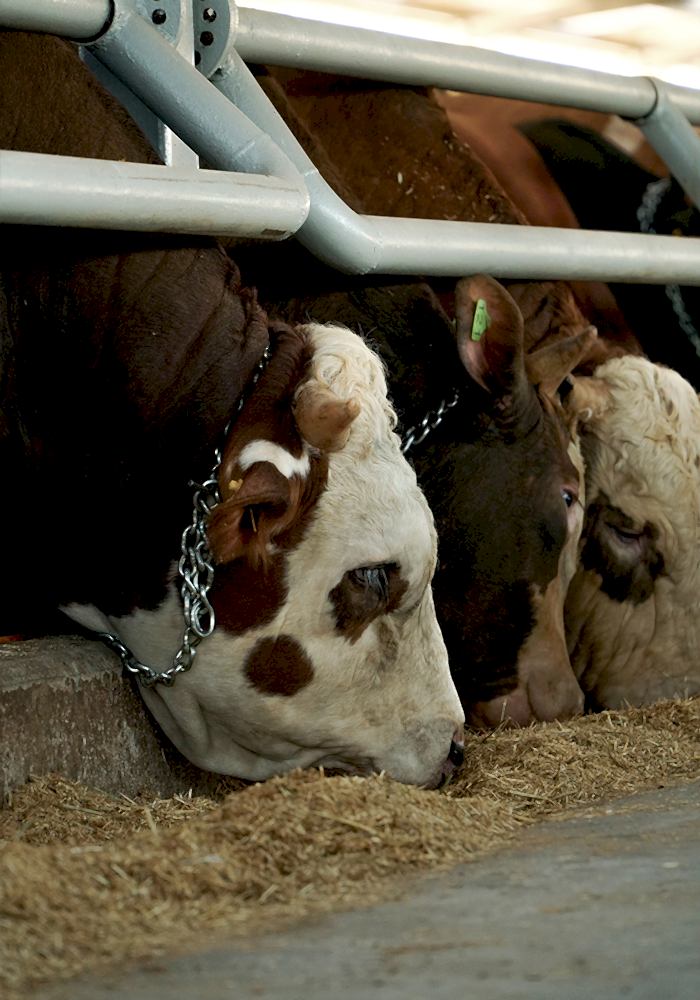 Modern Besicilik Galeri