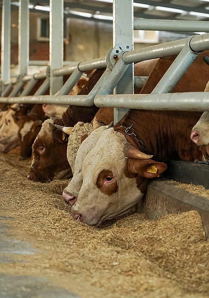 Kurbanlık Satışı ve Adak Galeri